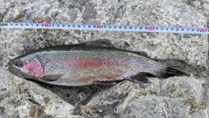 加藤店長が市内の渓流で釣ったニジマスの大物