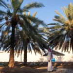 نخيل "الصفرا".. بواكير موسم التمور "بشرى اقتصادية" لأهالي الجوف 1