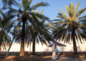 نخيل "الصفرا".. بواكير موسم التمور "بشرى اقتصادية" لأهالي الجوف 1