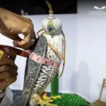 "مزاد الصقور" منصة عالمية ثقافيًا واقتصاديًا تعززها الصفقات القياسية 1