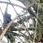 Monyet liar yang menyerang anak SD di Jombang akhirnya tertangkap dalam kondisi mati usai ditembak senapan angin. Aksi penangkapan terekam video warga. Foto iNewsSurabaya/jajang