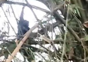 Monyet liar yang menyerang anak SD di Jombang akhirnya tertangkap dalam kondisi mati usai ditembak senapan angin. Aksi penangkapan terekam video warga. Foto iNewsSurabaya/jajang