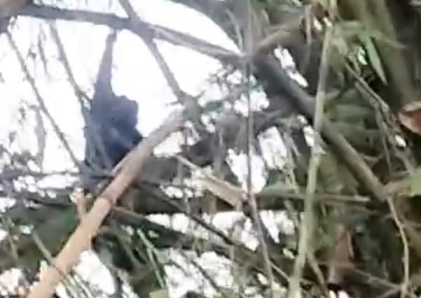 Monyet liar yang menyerang anak SD di Jombang akhirnya tertangkap dalam kondisi mati usai ditembak senapan angin. Aksi penangkapan terekam video warga. Foto iNewsSurabaya/jajang