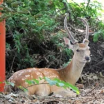 ススキノの一角にある豊水会館の緑地にたたずむシカ=20日午前11時5分、札幌市中央区南8西2（浜本道夫撮影）