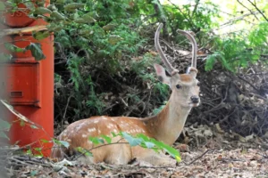 ススキノの一角にある豊水会館の緑地にたたずむシカ=20日午前11時5分、札幌市中央区南8西2（浜本道夫撮影）