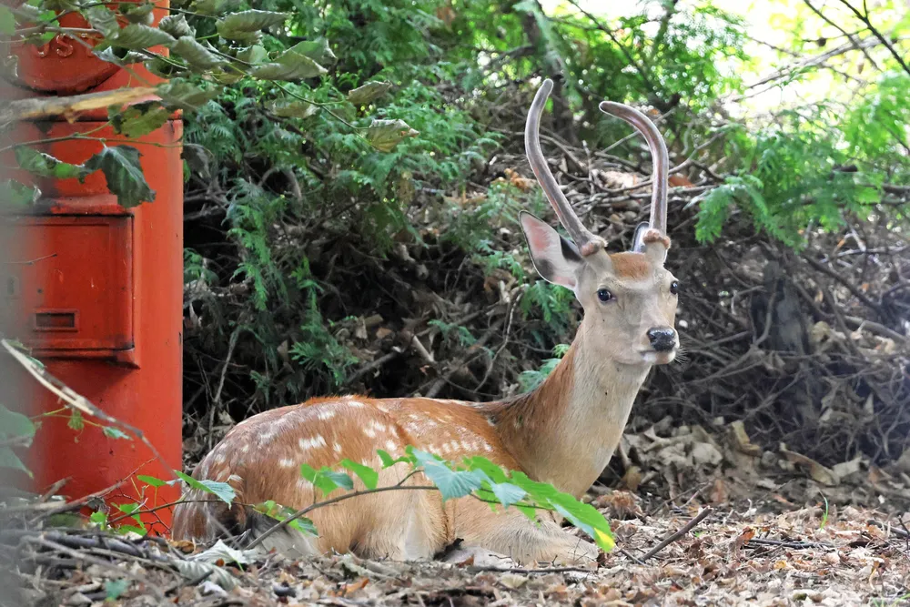 ススキノの一角にある豊水会館の緑地にたたずむシカ=20日午前11時5分、札幌市中央区南8西2（浜本道夫撮影）