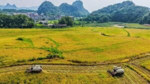 早稻进成熟收割季