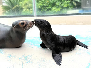 The sea lion pup is named Joy, with hopes for a happy life at Sunshine Aquarium in Ikebukuro