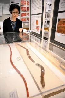 Lacquered bow with decorative patterns (right) and its replica displayed at the Ishikari Sand Dunes Wind Museum