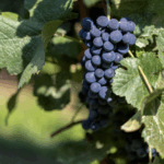 Источник фото: ru.freepik.com