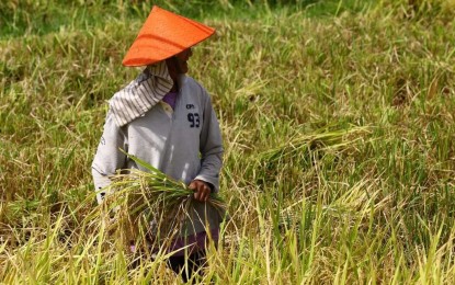 HIGHER INCOME. Farmers work in a rice field in Barangay Hubangon, Mahinog, Camiguin on May 1, 2024. The Philippine Statistics Authority (PSA) reported on Wednesday (July 16, 2025) an increase in farmers' income despite the higher cost of production in 2024. (PNA file photo by Joan Bondoc)