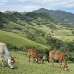 ‘MARLBORO COUNTRY’. Cows graze at the Rakuh a Payaman, a communal pasture in Mahatao, Batanes. This ranch, also called Marlboro Country, has become a popular destination for travelers visiting the northern portion of Batan Island. (PNA photo by Joyce Rocamora)
