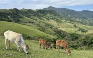‘MARLBORO COUNTRY’. Cows graze at the Rakuh a Payaman, a communal pasture in Mahatao, Batanes. This ranch, also called Marlboro Country, has become a popular destination for travelers visiting the northern portion of Batan Island. (PNA photo by Joyce Rocamora)