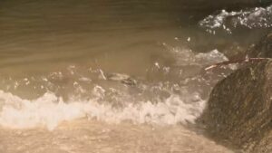 「海で泳いでいた息子がいなくなった」と母親から通報 小学生の7歳男の子がおぼれて死亡 家族4人で海水浴 愛知・常滑市りんくうビーチ | 名古屋・愛知・岐阜・三重のニュース【CBC news】 | CBC web