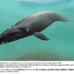 新属新種と確認された「サッポロクジラ」の復元図