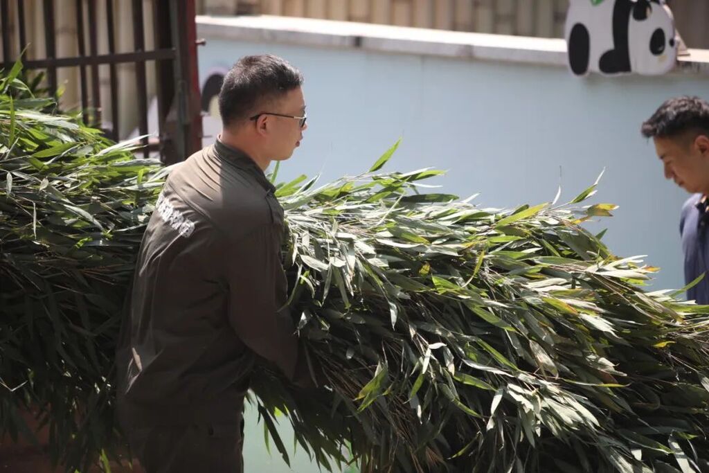 Fresh bamboo leaves delivered on time.