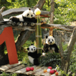 这是8月22日在德国柏林动物园拍摄的大熊猫“梦好”（上）、“梦甜”（左下）和母亲“梦梦”。新华社记者杜哲宇摄