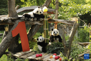 这是8月22日在德国柏林动物园拍摄的大熊猫“梦好”（上）、“梦甜”（左下）和母亲“梦梦”。新华社记者杜哲宇摄