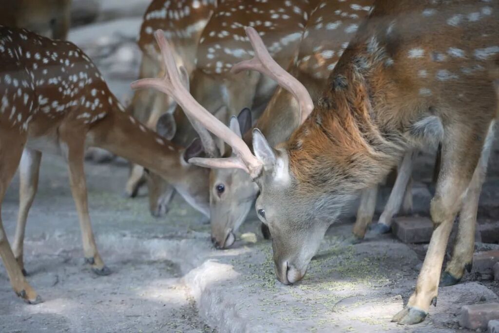 Animals eating.