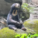 台湾の台北市立動物園から受け入れるマレーグマの雌(札幌市円山動物園提供)