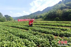 图为武隆红薯种植基地。武隆区委宣传部供图