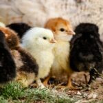 Students in Bandung will be given chickens to raise (Representative Image)