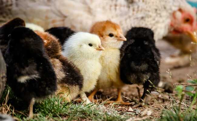 Students in Bandung will be given chickens to raise (Representative Image)