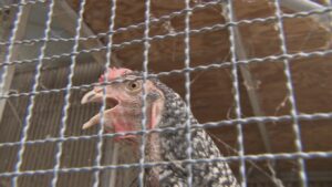 100羽単位で死んでいることも… 猛暑でニワトリも夏バテ 汗腺ないため口を開けてハーハー体温調整 愛知・岡崎市 | 名古屋・愛知・岐阜・三重のニュース【CBC news】 | CBC web