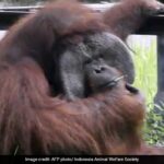 Shocking mobile footage shows an orangutan smoking a cigarette in its zoo enclosure in Bandung, Indonesia