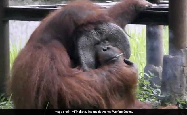Shocking mobile footage shows an orangutan smoking a cigarette in its zoo enclosure in Bandung, Indonesia