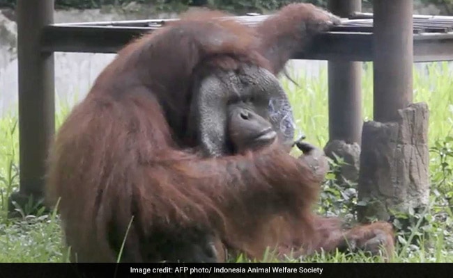 orangutan smokes cigarette indonesia 650 2