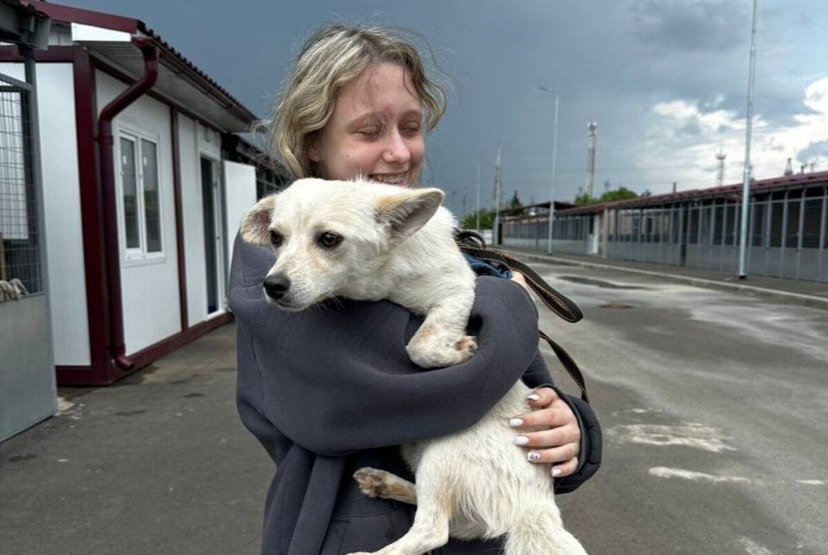 Nearly 70 dogs from a municipal shelter in Krasnodar found homes in 3 months