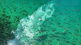 Préfecture d’Aba, Sichuan : Les poissons nageant dans le lac de Jiuzhaigou ressemblent à des saphirs en mouvement