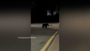 Фото t.me/sochitypical