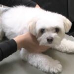 突然ペットのお尻から液体が… この時期多い“フルーツの誤食”も 年中無休･毎日20時間診療 夜間の動物病院に密着 | 名古屋・愛知・岐阜・三重のニュース【CBC news】 | CBC web