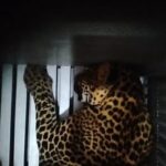 Macan tutul yang kabur (Foto: Dok BBKSDA).