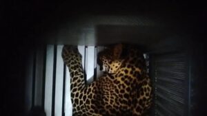 Macan tutul yang kabur (Foto: Dok BBKSDA).