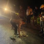 Polisi melakukan olah TKP peristiwa truk colt diesel menabrak pengendara motor di Jalinsum Tarutung-Sipirok menewaskan 3 orang abang beradik. (istimewa)