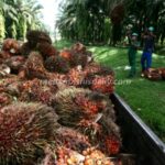 Harga TBS kelapa sawit di Sumut turun tipis ke Rp 3.400 dari pekan lalu Rp 3.420/kg. (elvidaris simamora/dok)