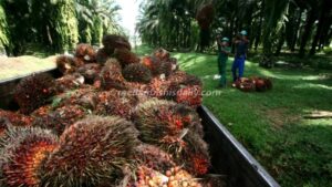 Harga TBS kelapa sawit di Sumut turun tipis ke Rp 3.400 dari pekan lalu Rp 3.420/kg. (elvidaris simamora/dok)