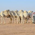 سلالات نادرة ومميزة.. مبيعات مزاد حائل للإبل تتجاوز 11 مليون ريال 2