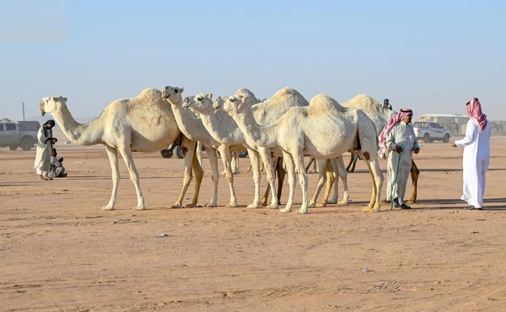 سلالات نادرة ومميزة.. مبيعات مزاد حائل للإبل تتجاوز 11 مليون ريال 2