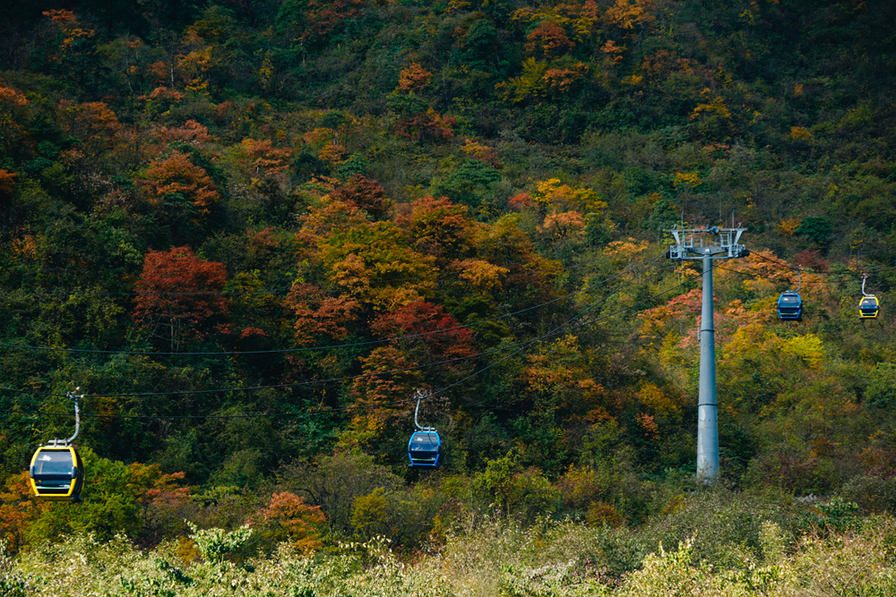 Farbenfroher Wald am Berg