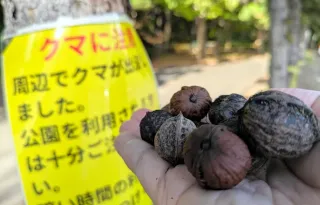 Wild walnuts in parks attract brown bears - multiple experts warn of increased bear activity in Sapporo urban areas due to acorn shortage
