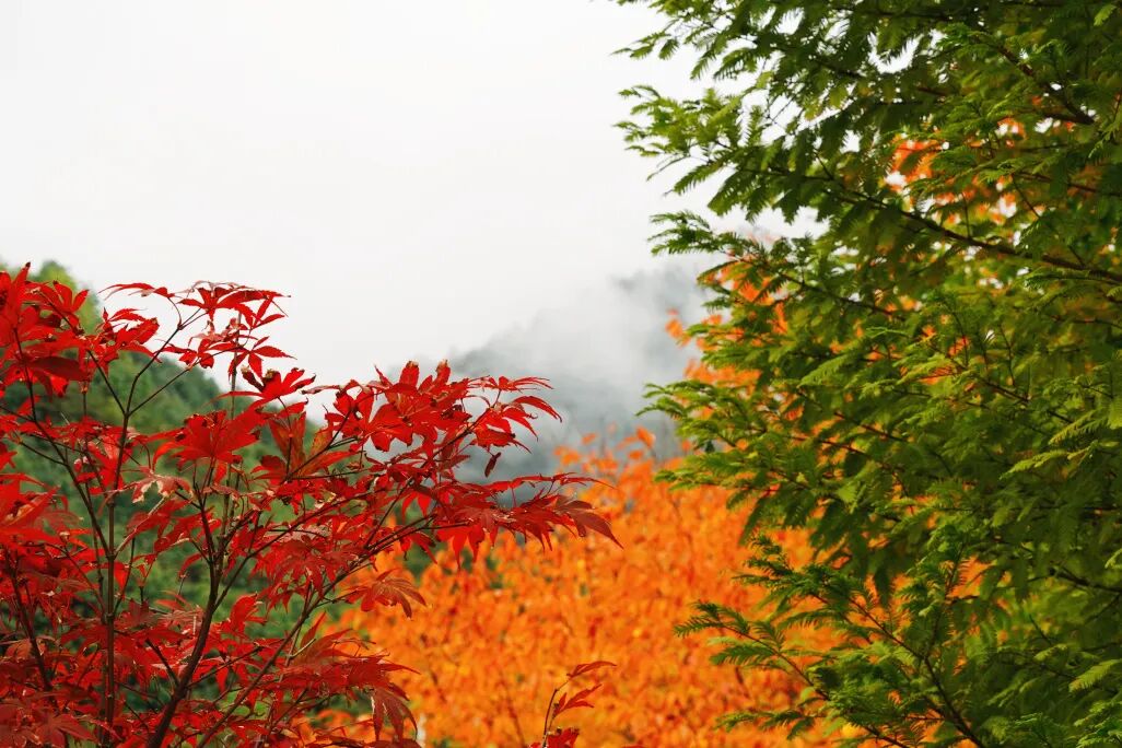 Free admission! Come see the stunning autumn scenery that only appears once a year.
