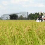 コンバインを使った稲刈り作業が進む田んぼ=2025年9月16日、東京都八王子市