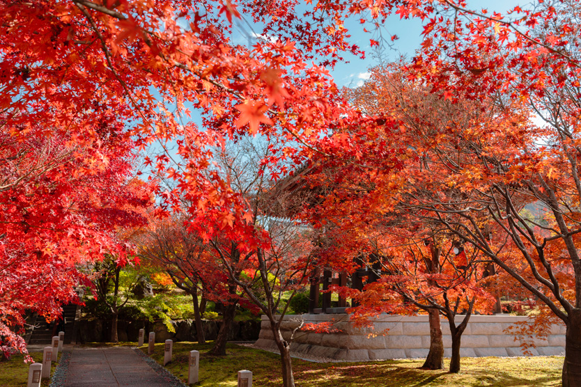 Momiji Season in Japan