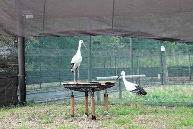 「こうのとりの里」に戻ったミライ（左）とオス=2025年11月6日、千葉県野田市、同市提供