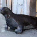 Фото t.me/Moscowzoo_official