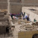 شددت وزارة الزراعة على أن النمل الأبيض يتغذى فقط على مادة “السليلوز” الموجودة في الأخشاب والمنسوجات - غيتي/ أرشيف